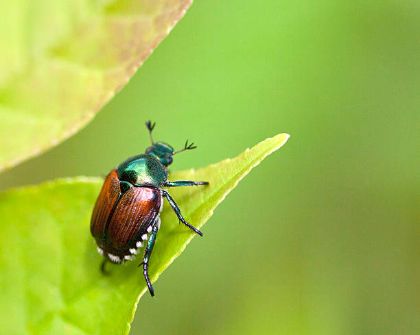 Misure di lotta fitosanitaria contro l'organismo nocivo Popillia japonica Newman 